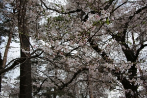 oomiya  koen012