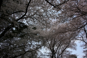 oomiya  koen013