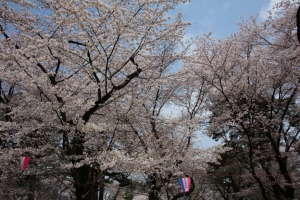oomiya  koen016