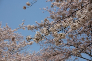 oomiya  koen017