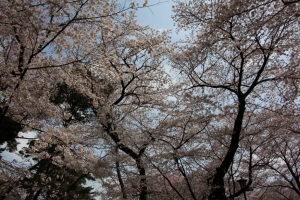 oomiya  koen018