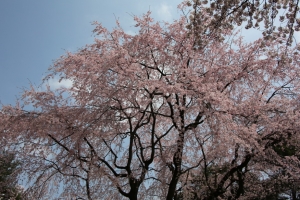 oomiya  koen020