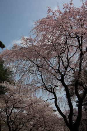 oomiya  koen021