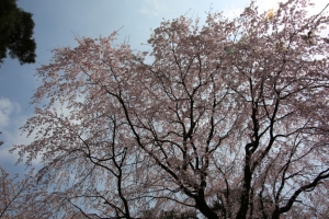 oomiya  koen022