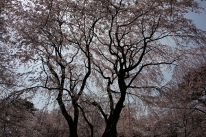 oomiya  koen023