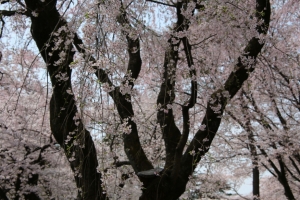 oomiya  koen024