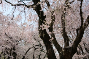 oomiya  koen025
