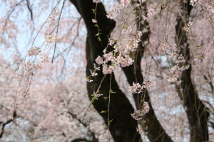 oomiya  koen026