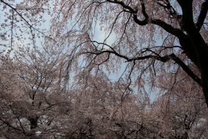 oomiya  koen027