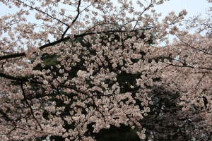 oomiya  koen028