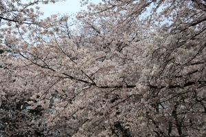 oomiya  koen029