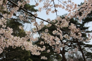 oomiya  koen030