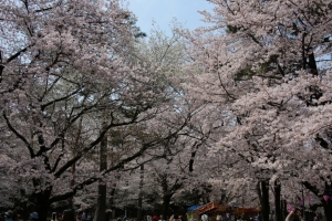 oomiya  koen031