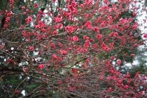 oomiya  koen035