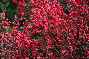 oomiya  koen036