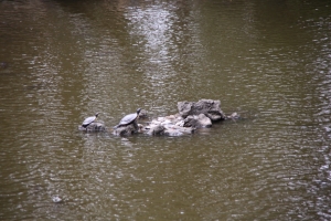 oomiya  koen044