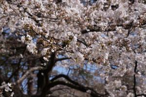 oomiya sakura 003