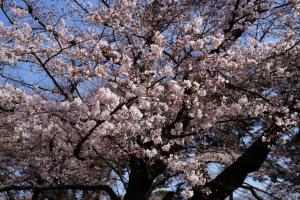 oomiya sakura 004