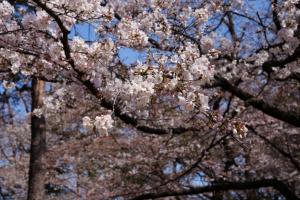 oomiya sakura 005