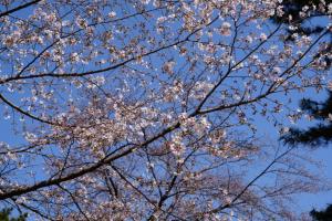 oomiya sakura 006