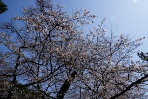 oomiya sakura 007