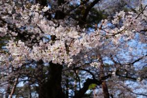 oomiya sakura 008