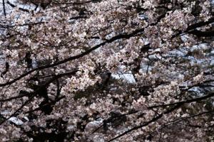 oomiya sakura 009