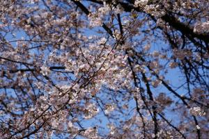 oomiya sakura 010