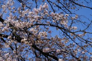 oomiya sakura 011