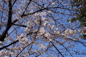 oomiya sakura 013