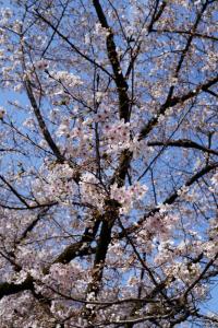 oomiya sakura 014