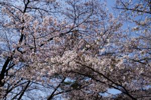 oomiya sakura 015