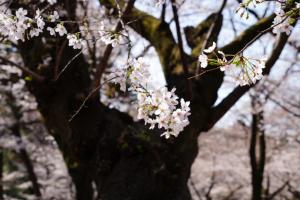 oomiya sakura 017