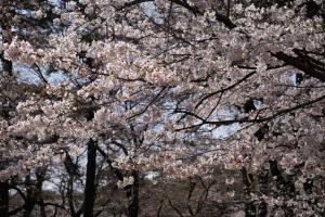 oomiya sakura 018