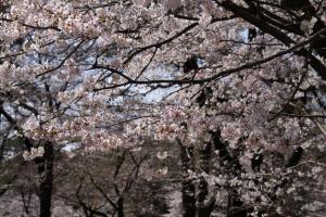 oomiya sakura 019