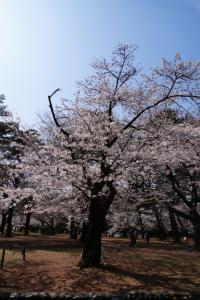 oomiya sakura 020