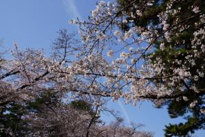 oomiya sakura 021