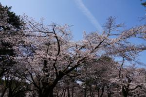 oomiya sakura 022