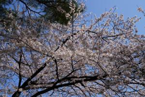 oomiya sakura 023
