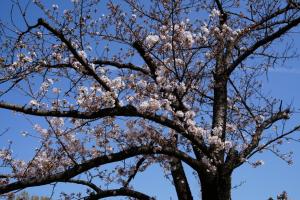 oomiya sakura 025