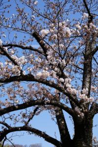 oomiya sakura 026