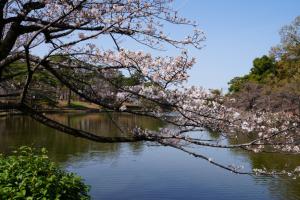 oomiya sakura 029