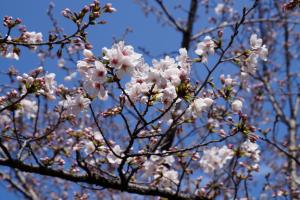 大宮公園の桜２０２４（１／２）
