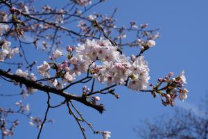 oomiya sakura 031