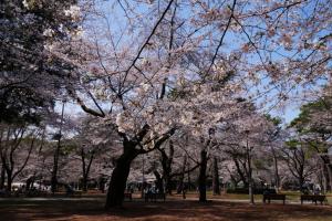 oomiya sakura 033