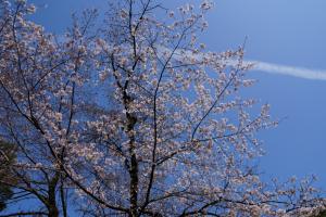 oomiya sakura 034