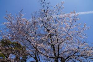 oomiya sakura 035