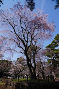 oomiya sakura 036