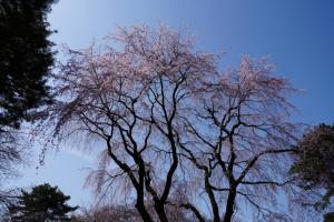oomiya sakura 037