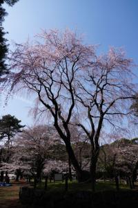 oomiya sakura 038
